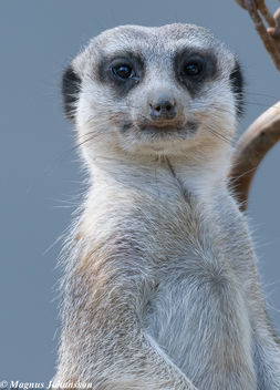 Hi There - Kostenloses image #283051